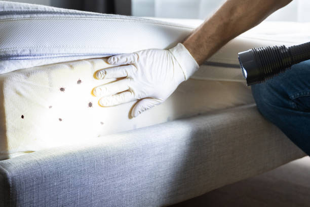 Best Pest Inspection Near Me  in Rural Retreat, VA