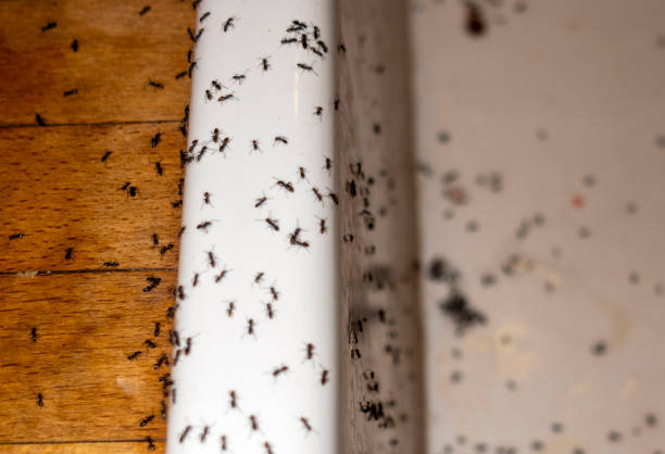Best Wasp Removal Services  in Rural Retreat, VA