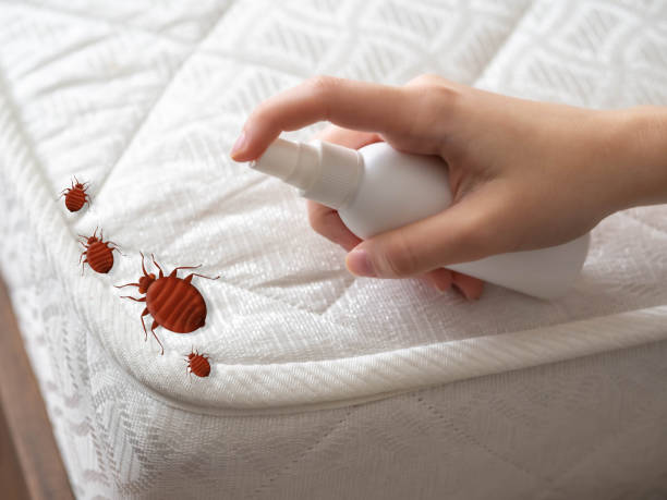 Best Emergency Pest Control  in Rural Retreat, VA
